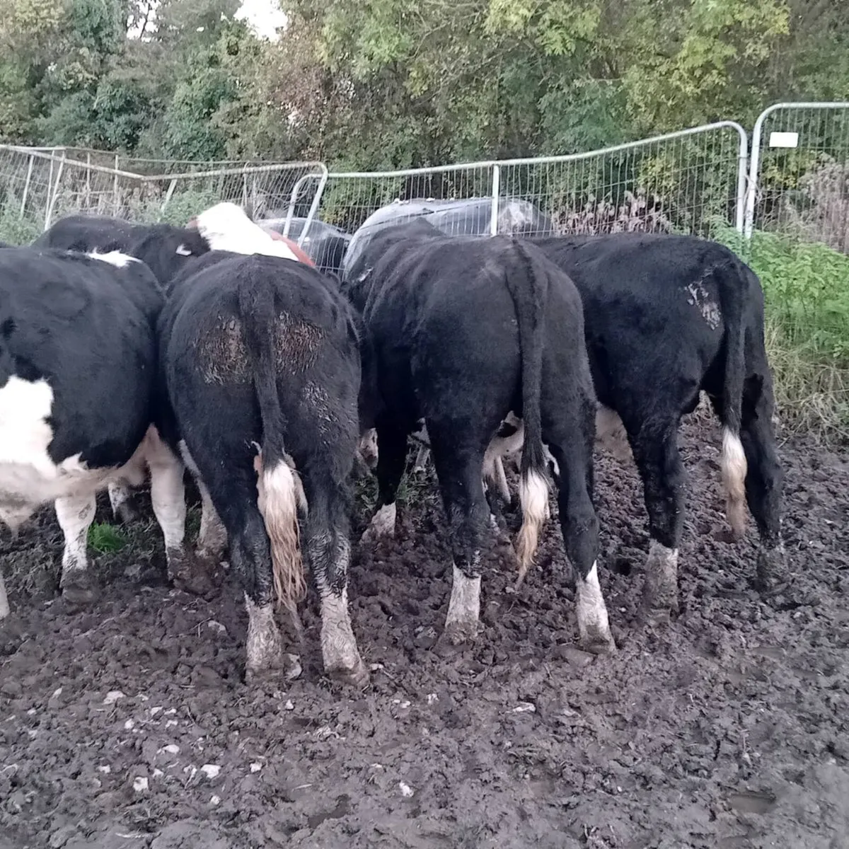 14 quality hereford bullocks,lots 317 to 321 - Image 3
