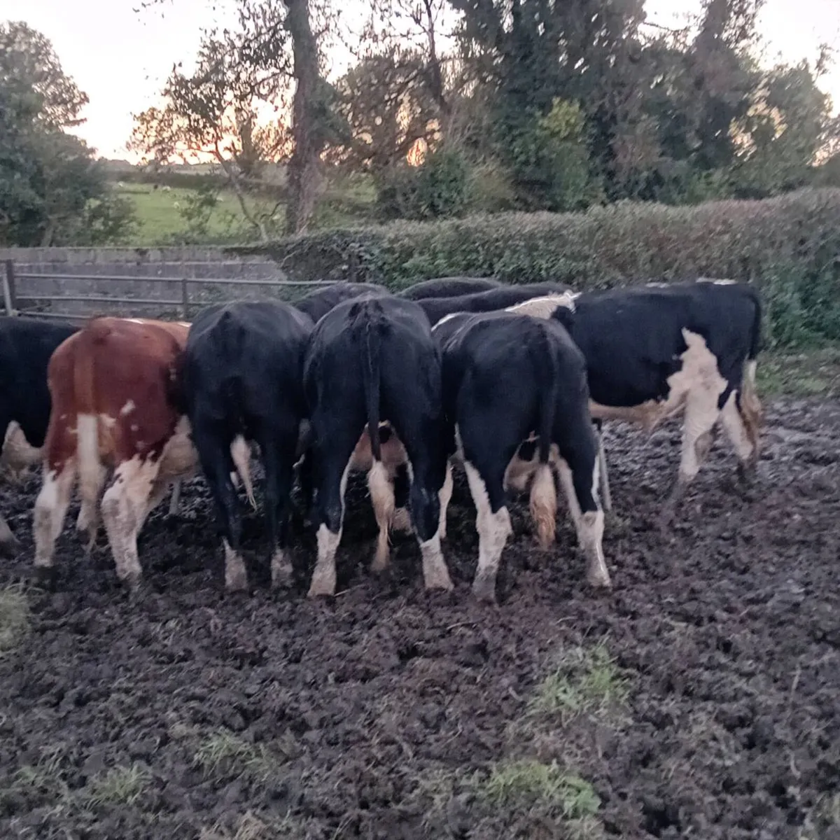 14 quality hereford bullocks,lots 317 to 321 - Image 4