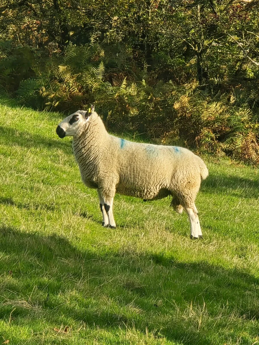 Rams - Image 4