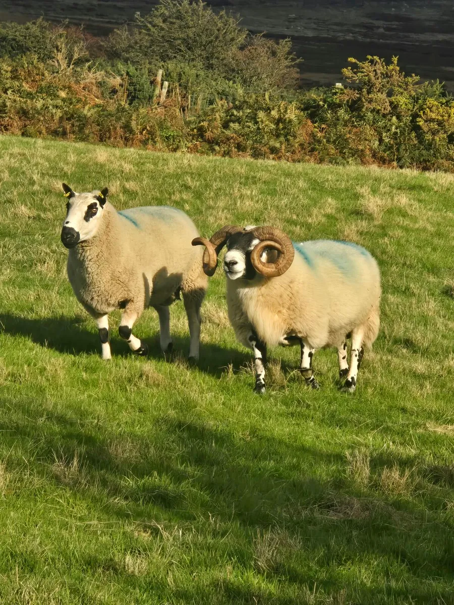 Rams - Image 1