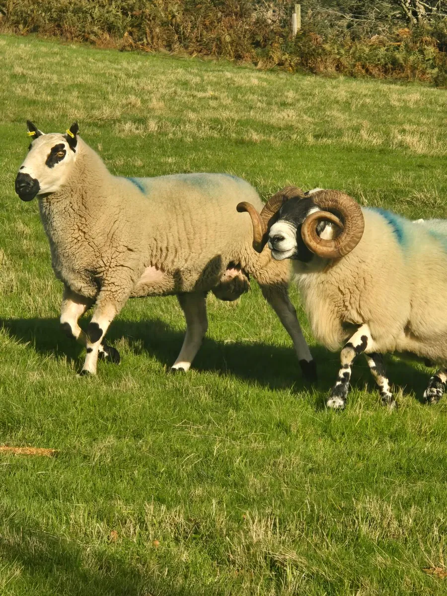 Rams - Image 2