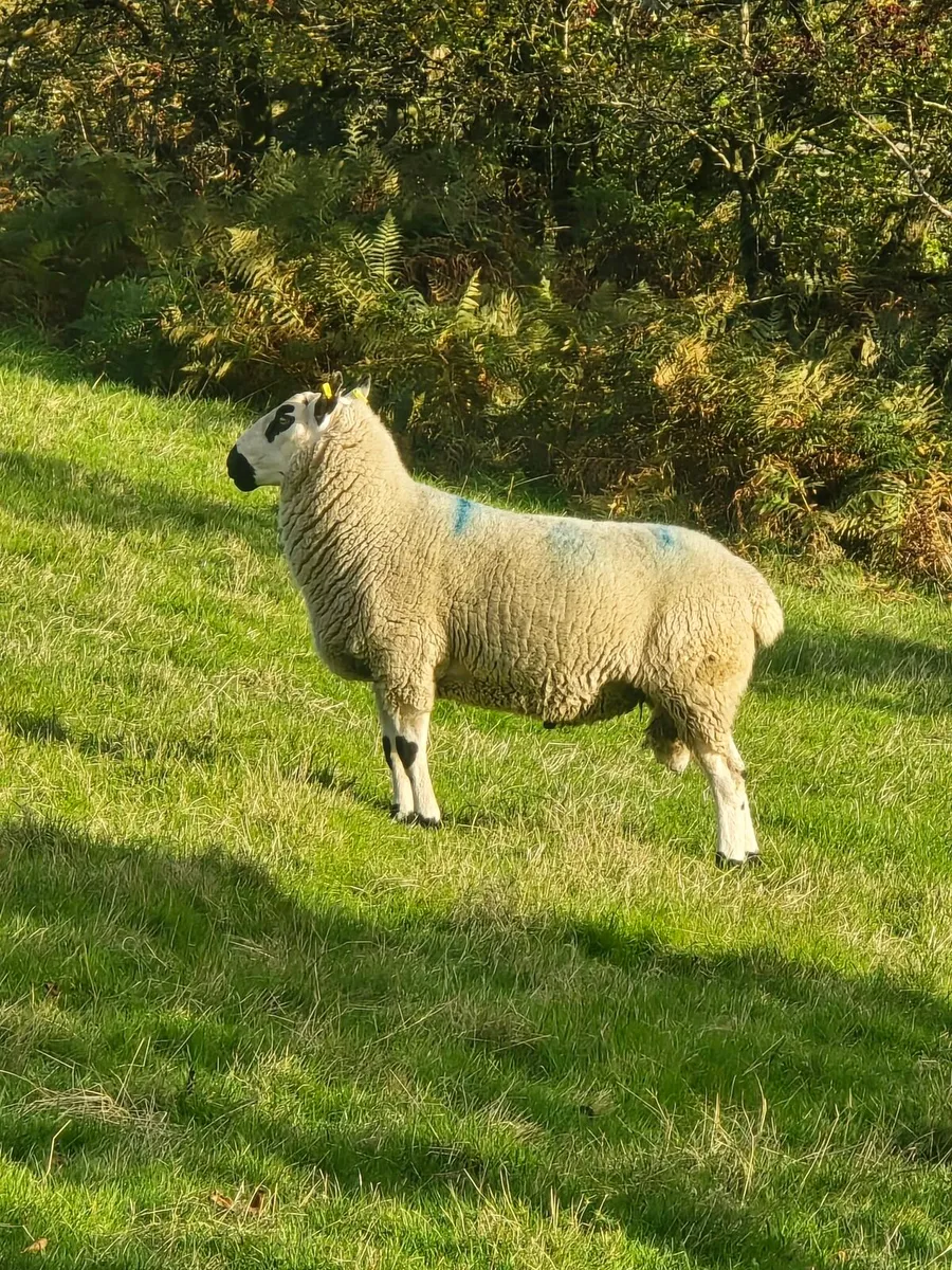 Rams - Image 3