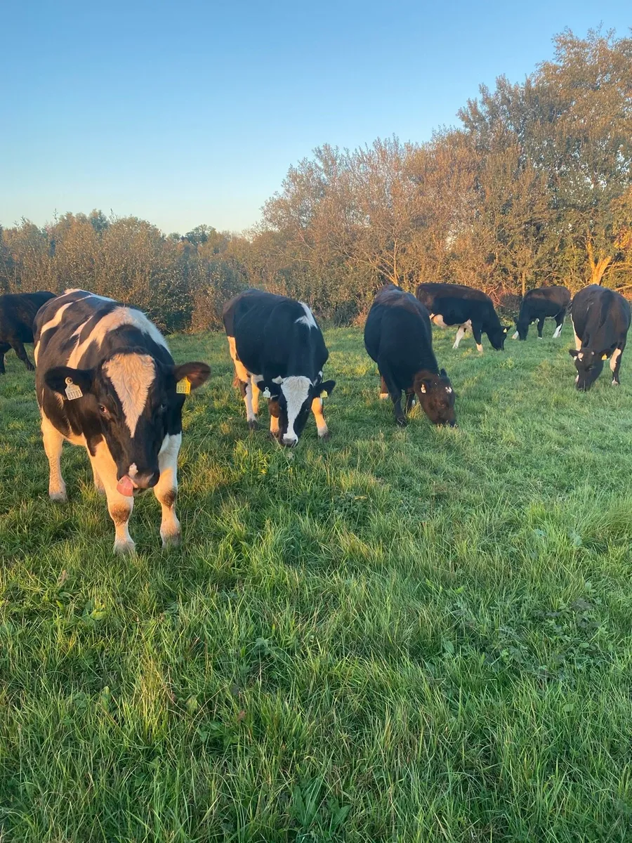 Bullocks - Image 1
