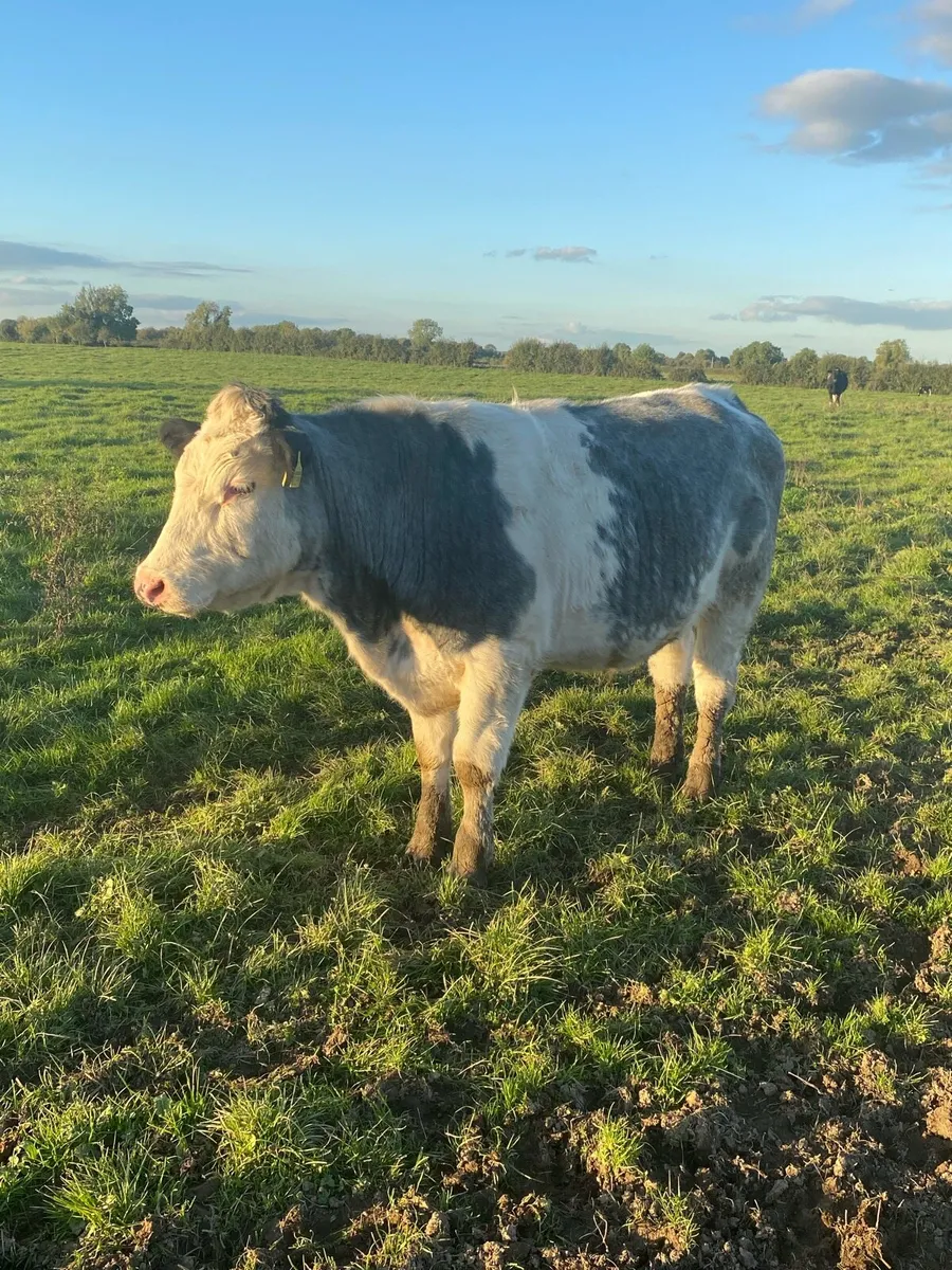 Bullocks - Image 2