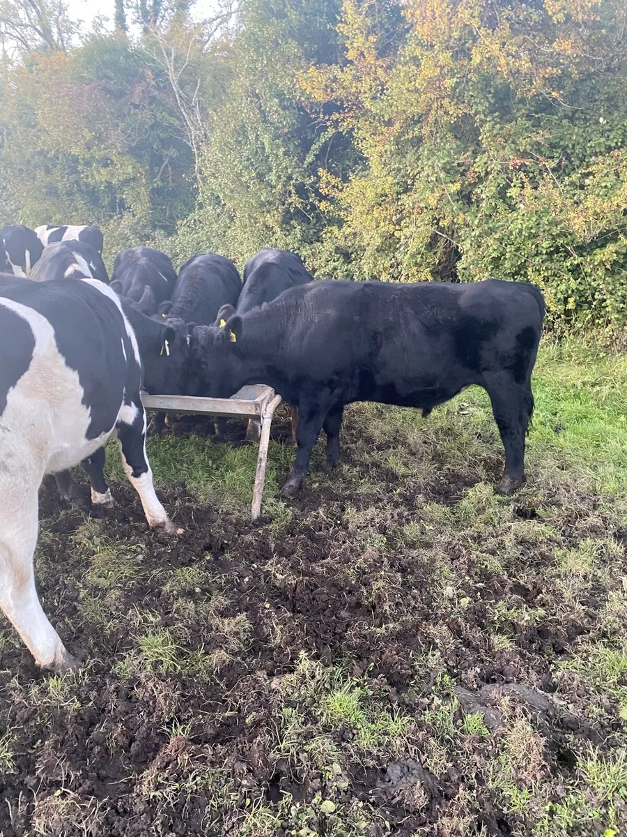 Bullocks - Image 3