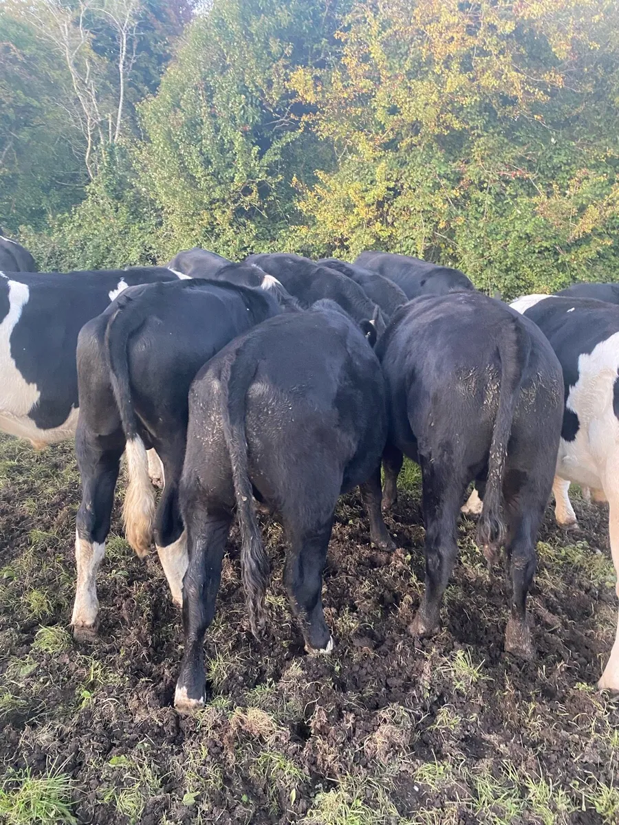 Bullocks - Image 4