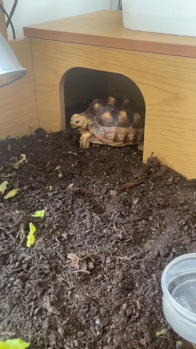Sulcata Tortoise with setup - Image 1