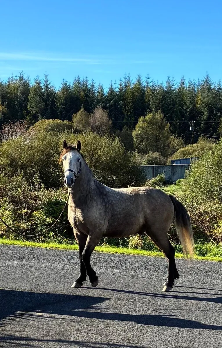 3yr old Connemara Gelding - Image 1