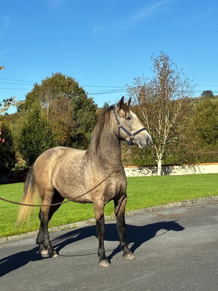 3yr old Connemara Gelding - Image 2