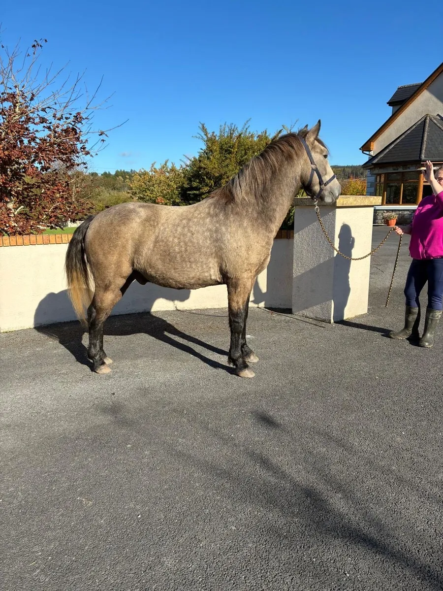 3yr old Connemara Gelding - Image 3
