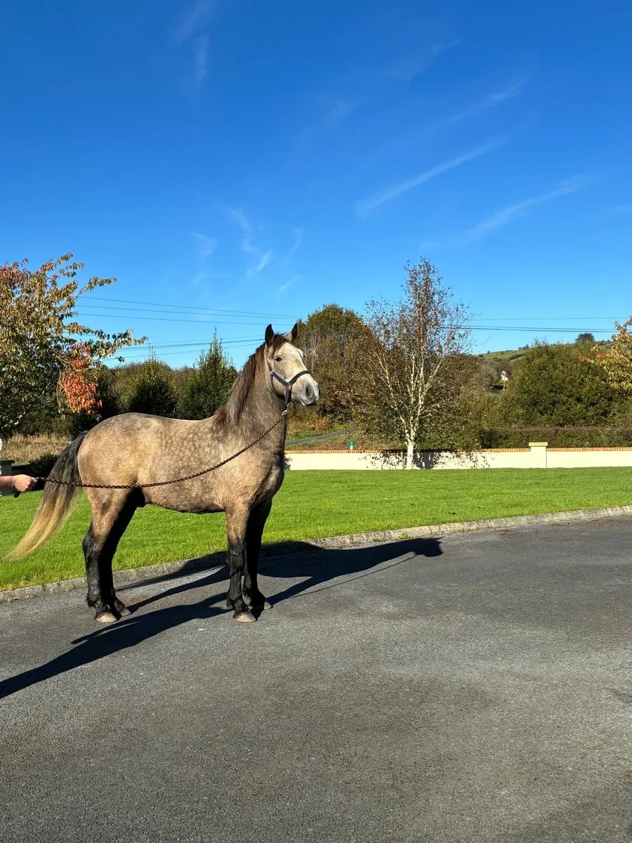 3yr old Connemara Gelding - Image 4