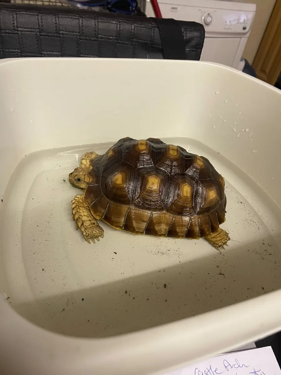 Sulcata Tortoise with setup - Image 2