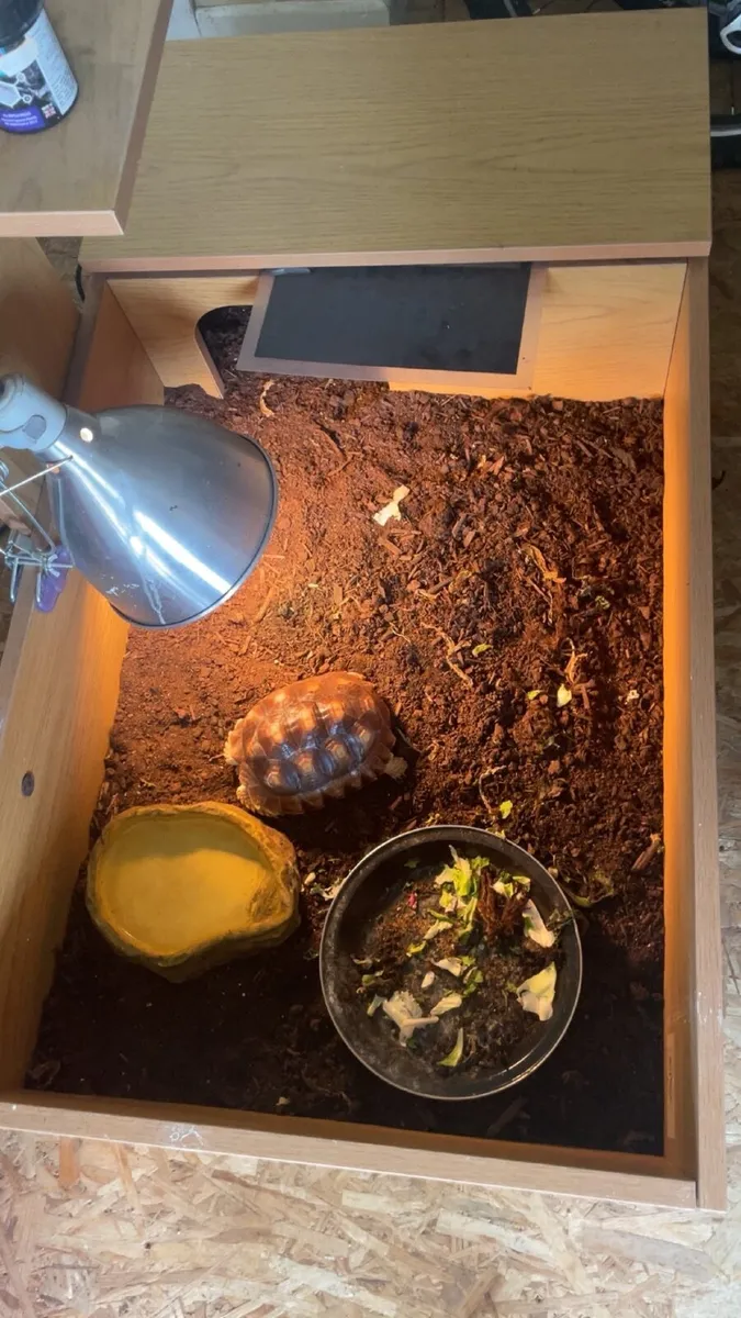 Sulcata Tortoise with setup - Image 3