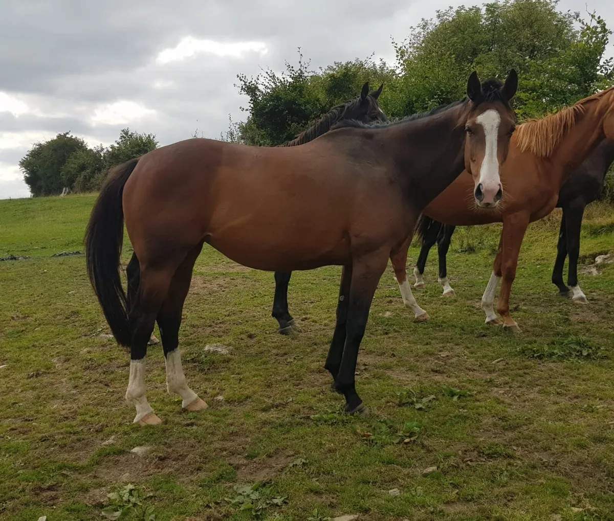 Horse - Image 1