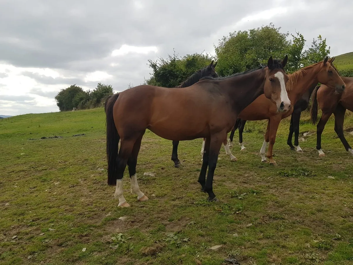Horse - Image 2