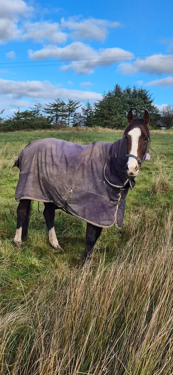 Horse - Image 3