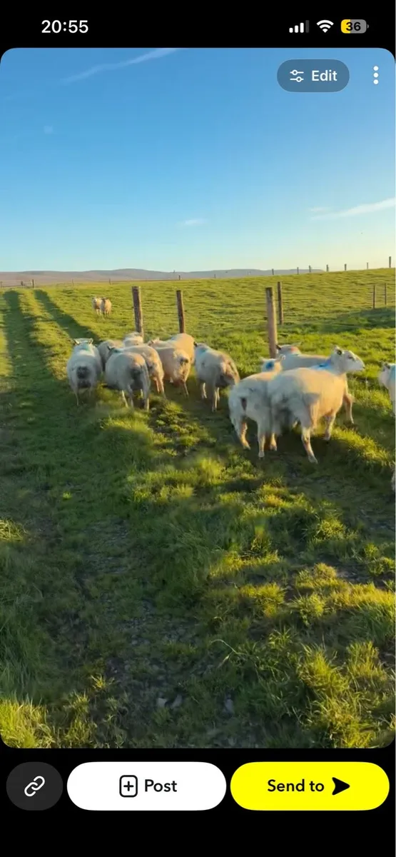 Lambs
