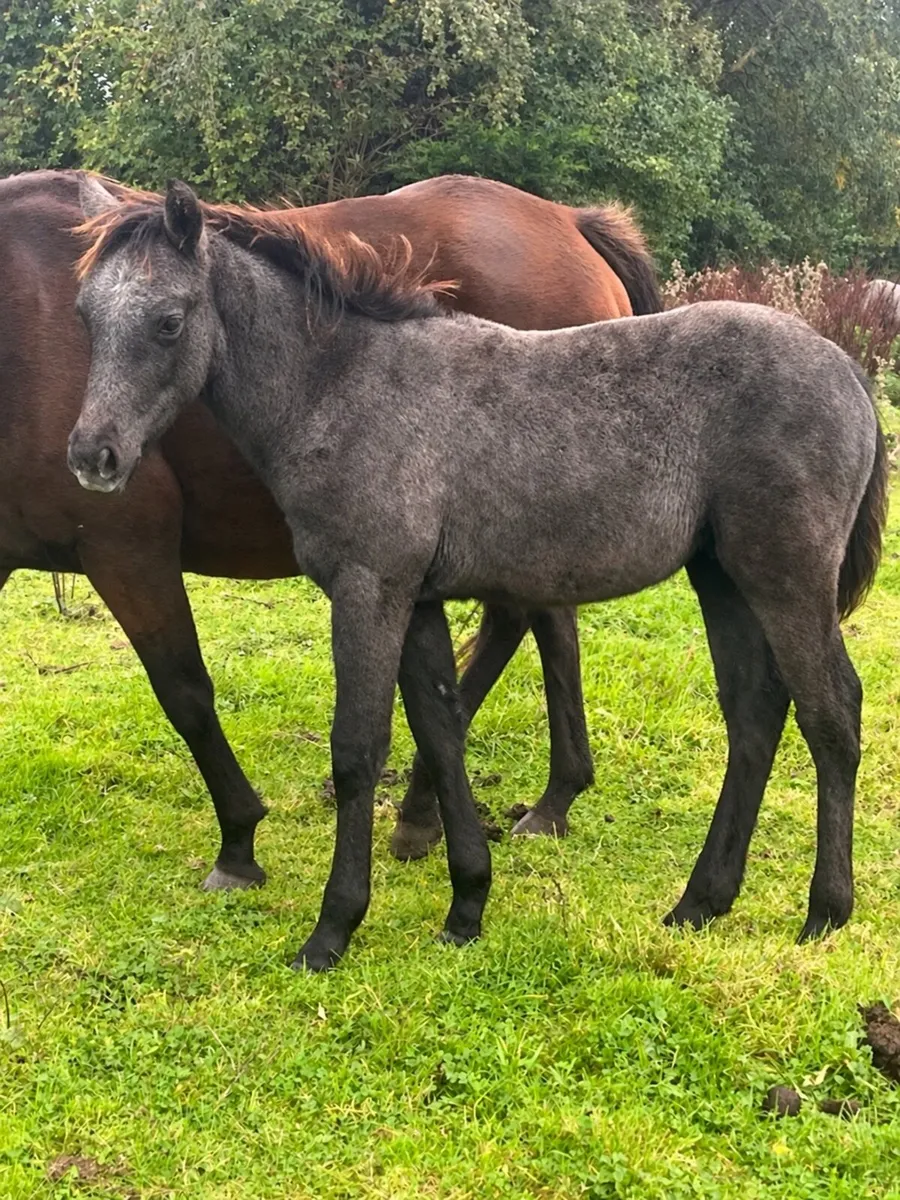 Connemara x TB colt foal - Image 1