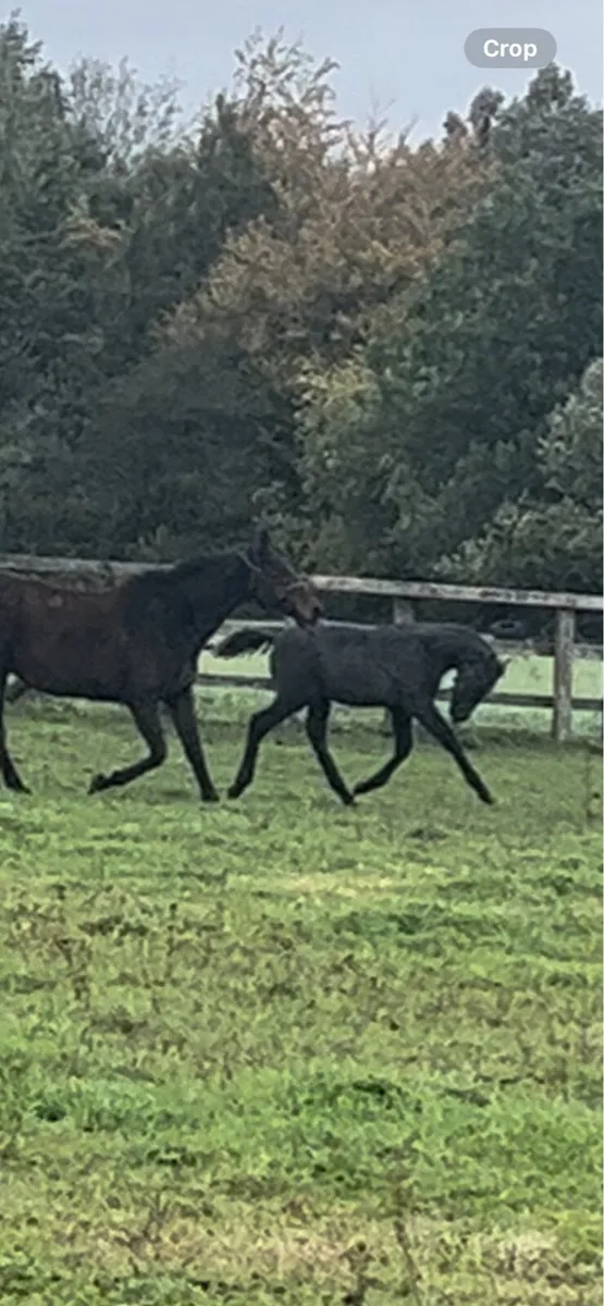 Connemara x TB colt foal - Image 2