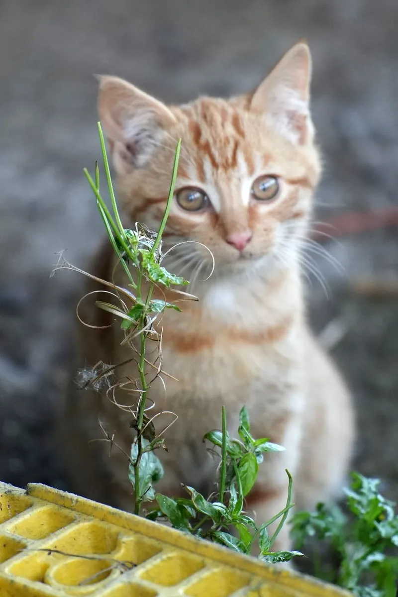 3 Beautiful Kittens - Image 4