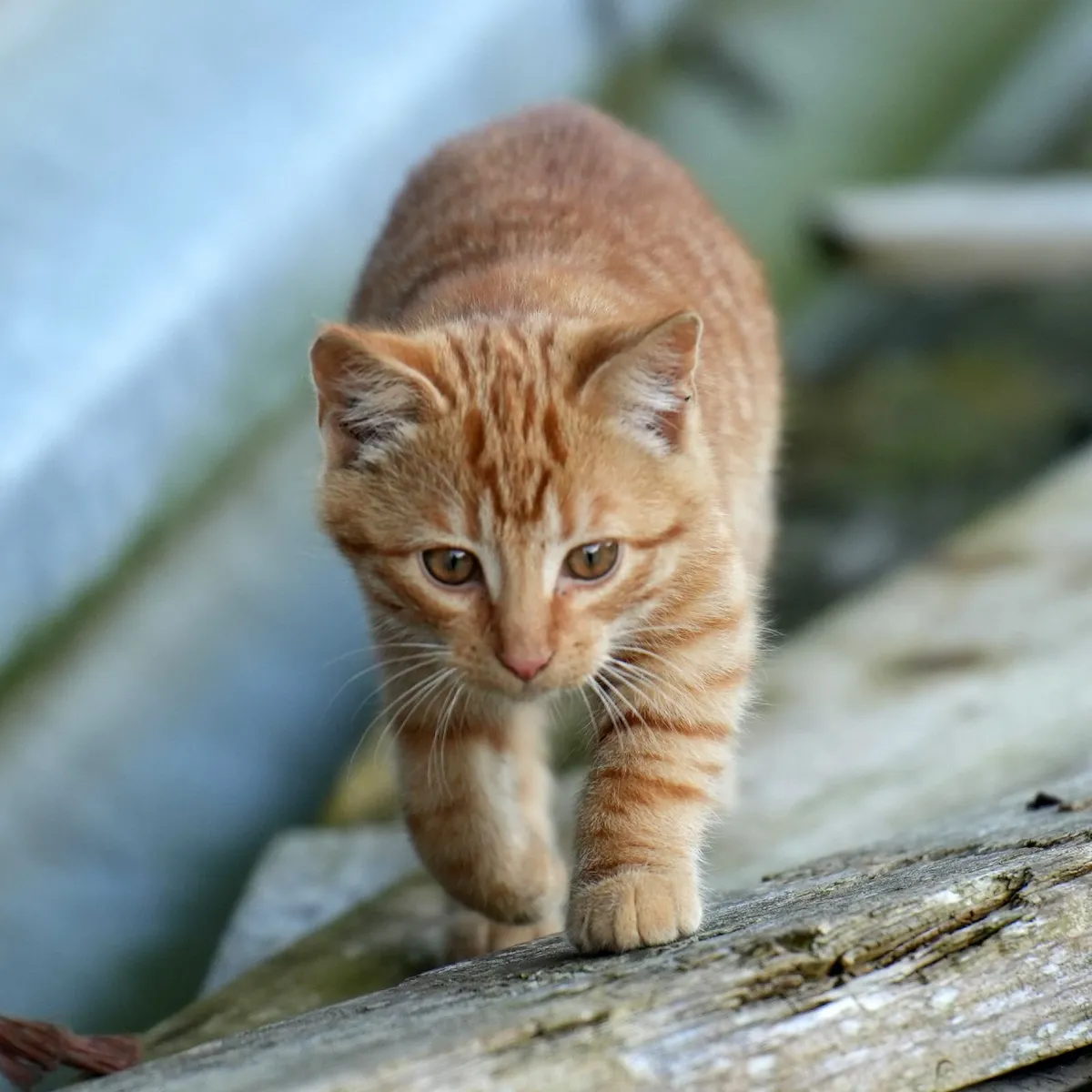 3 Beautiful Kittens - Image 3