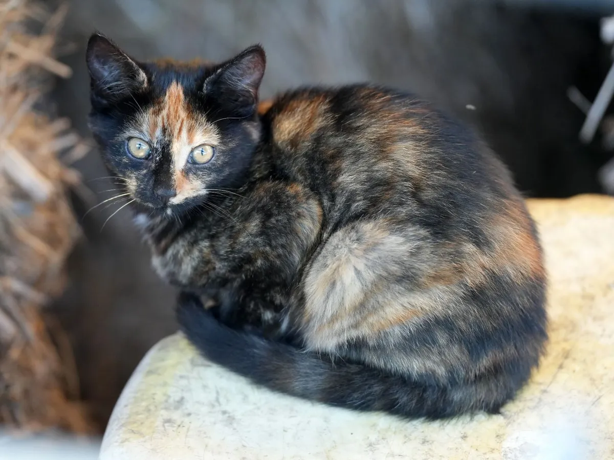 3 Beautiful Kittens - Image 1