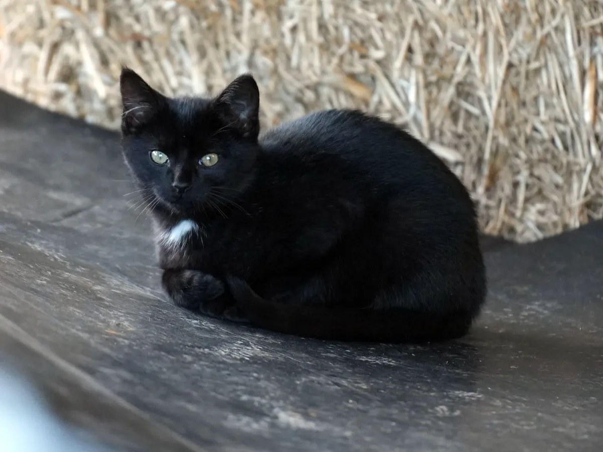3 Beautiful Kittens - Image 2