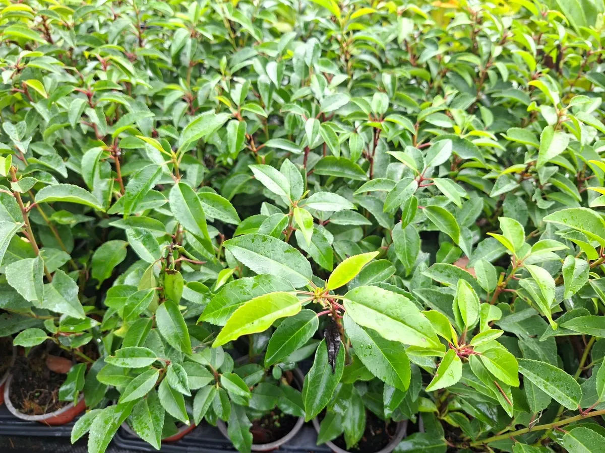 Portuguese Laurel - Image 2