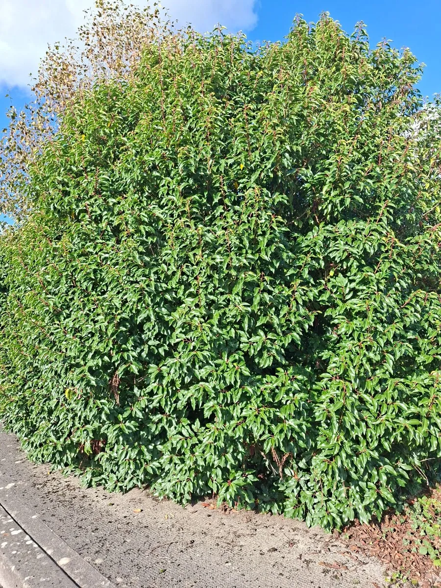 Portuguese Laurel - Image 1