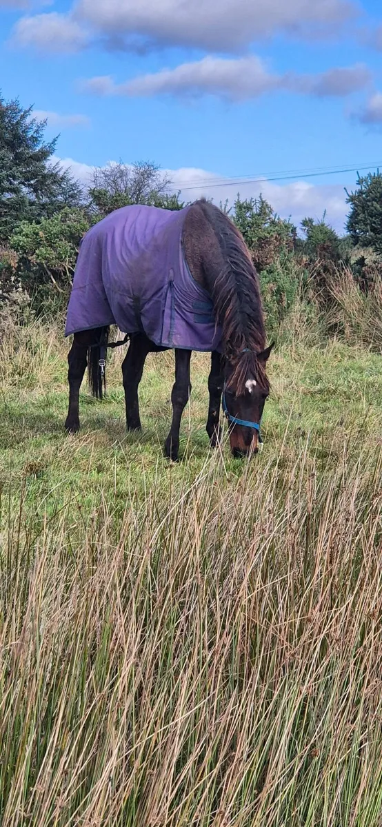Horse - Image 1