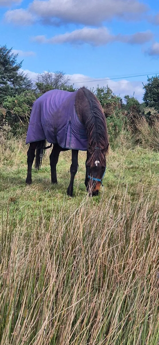 Horse - Image 2