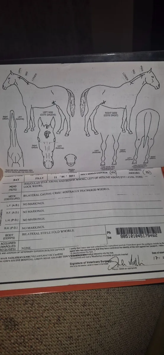 Horse - Image 4