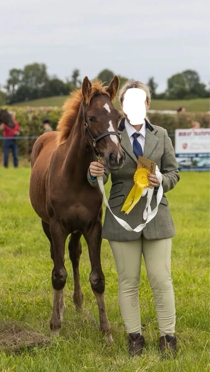 ISH filly - Image 4