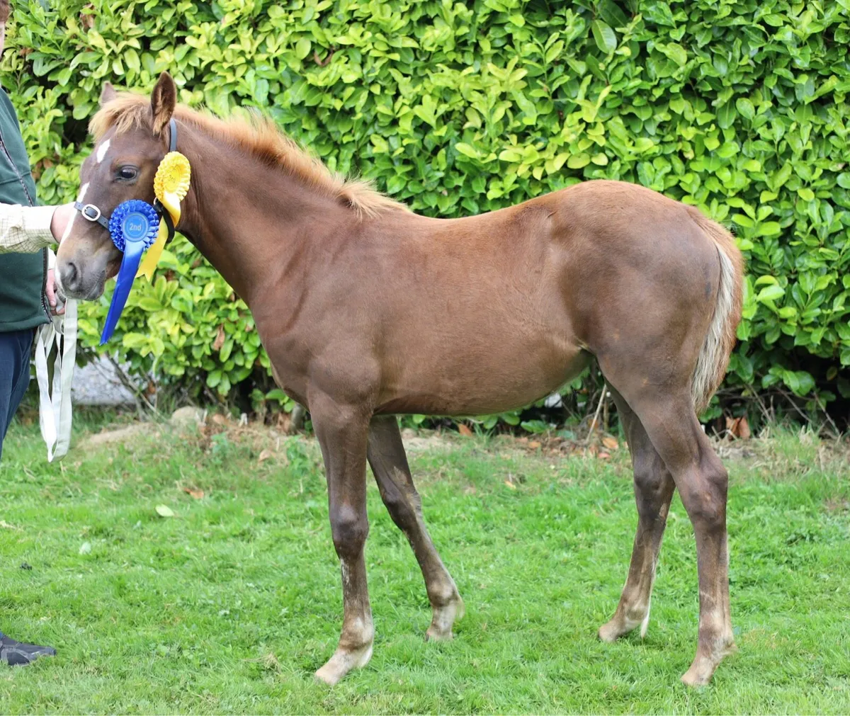 ISH filly - Image 1