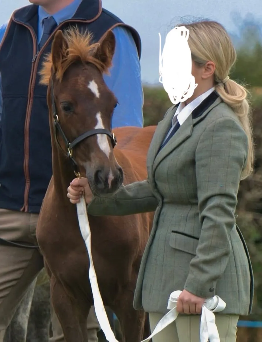 ISH filly - Image 2