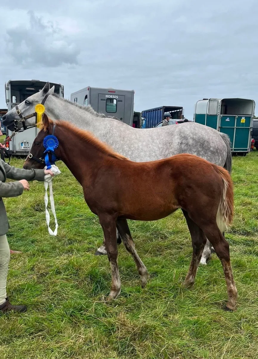 ISH filly - Image 3