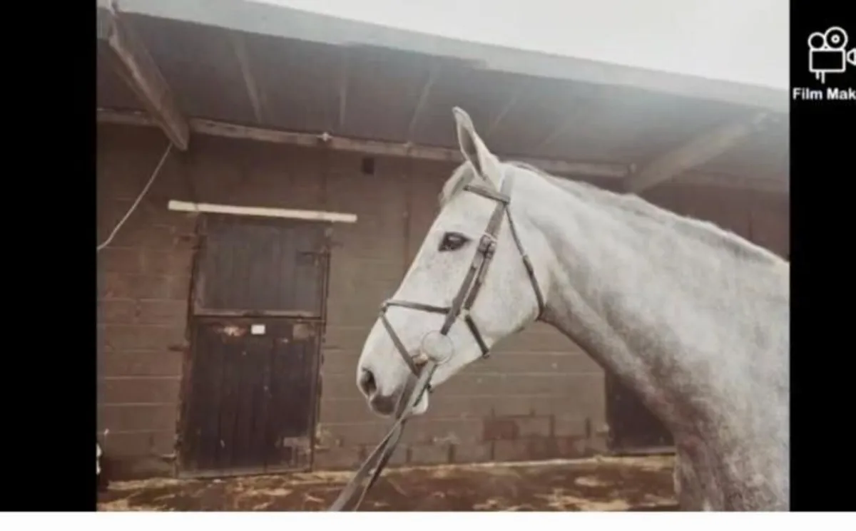 Lot 61 Goresbridge Tuesday Riding Mare 5yr - Image 3