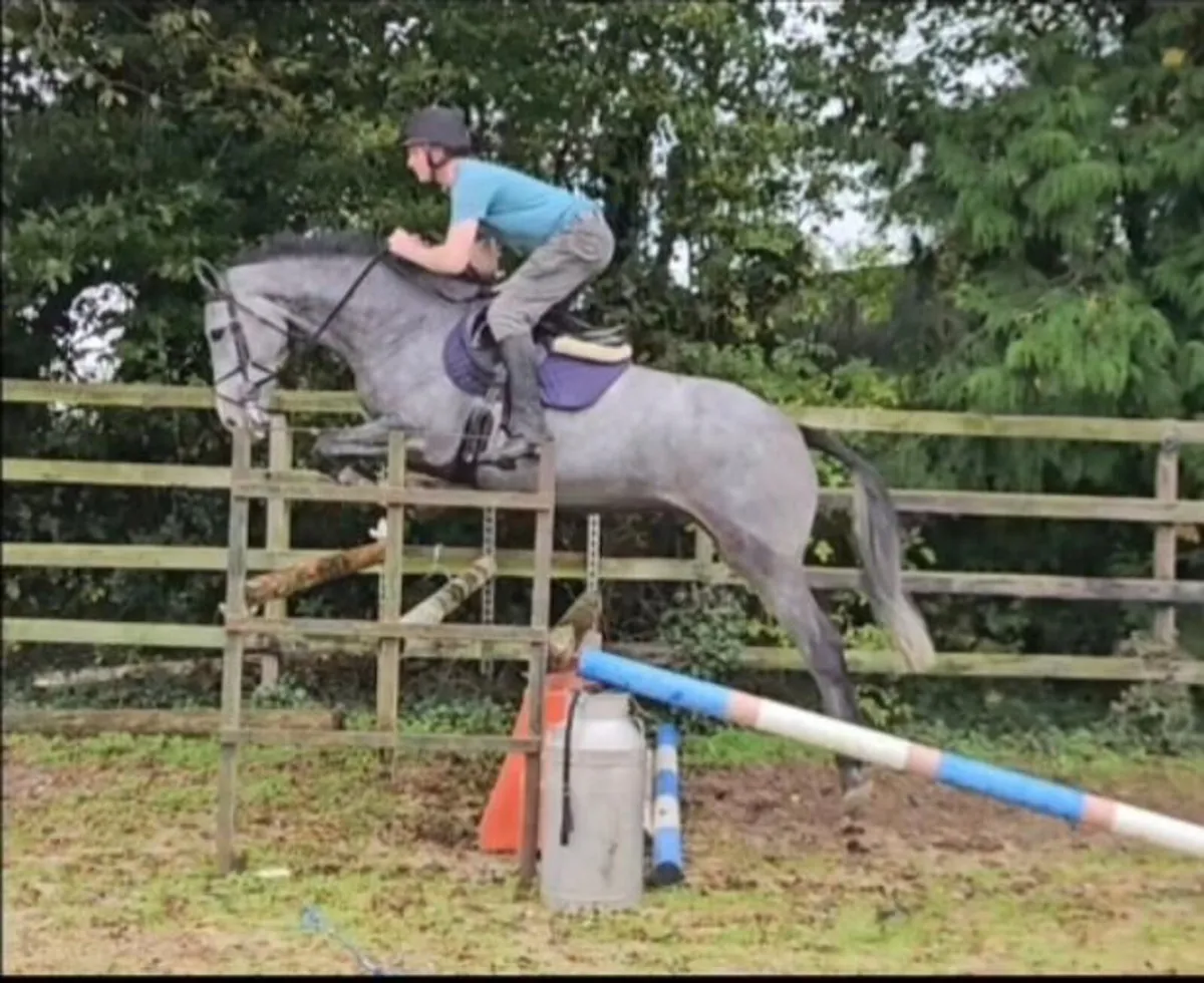 Lot 61 Goresbridge Tuesday Riding Mare 5yr - Image 1