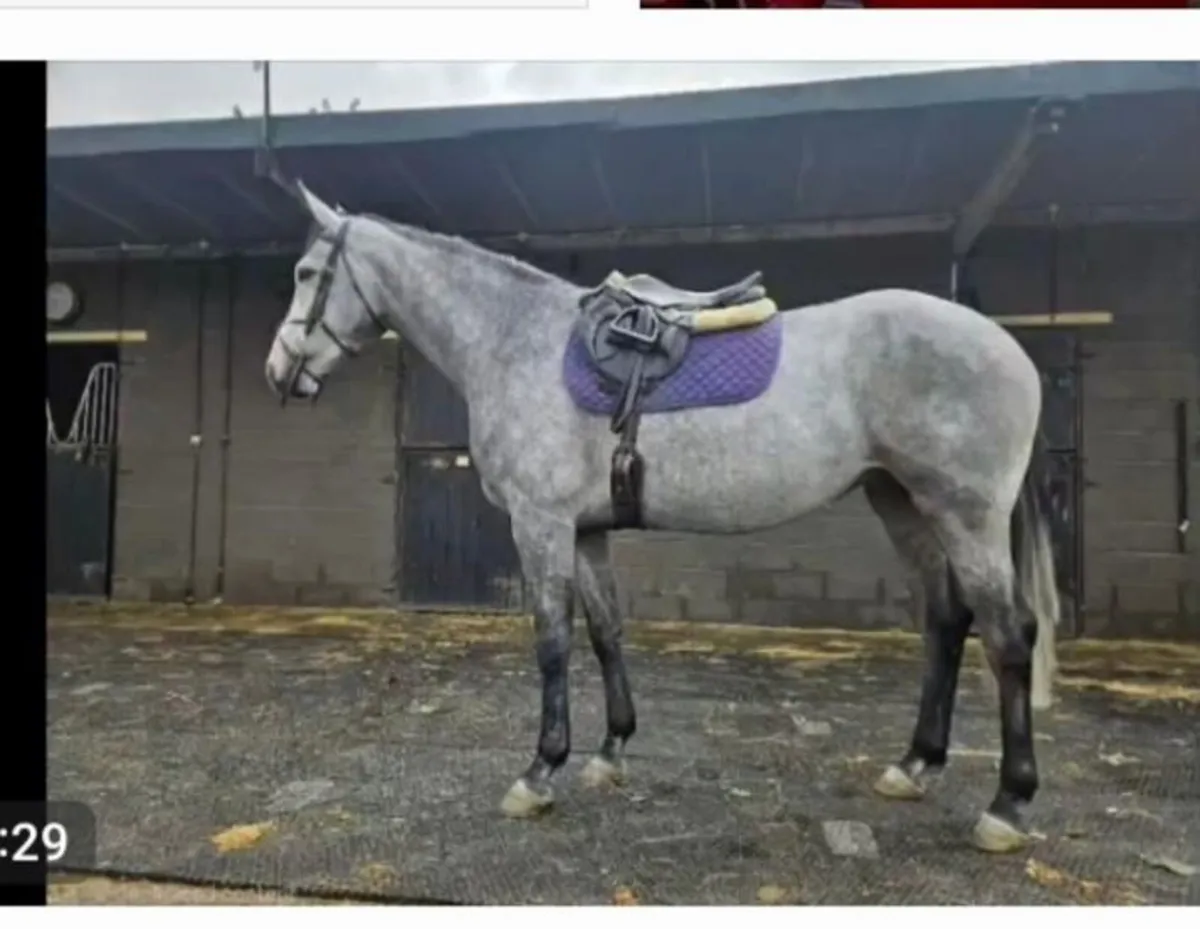 Lot 61 Goresbridge Tuesday Riding Mare 5yr - Image 4