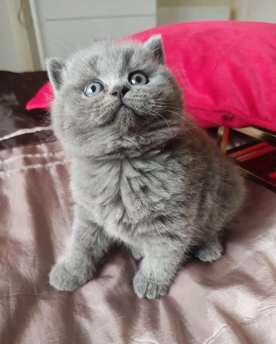 Purebred British Shorthair kittens - Image 2