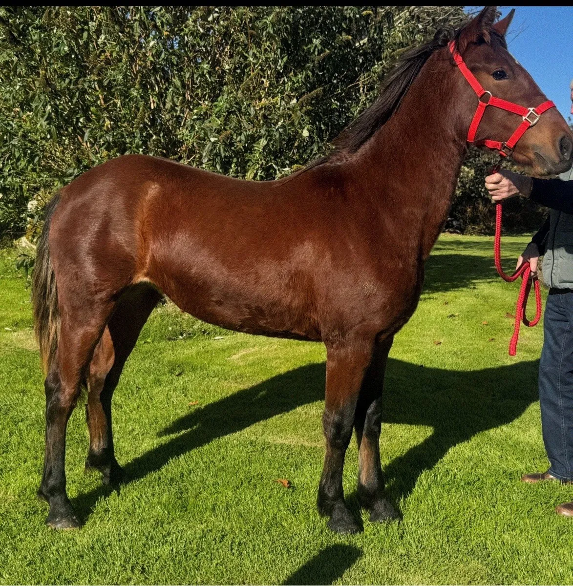 Top Quality Connemara Yearling Filly - Image 1