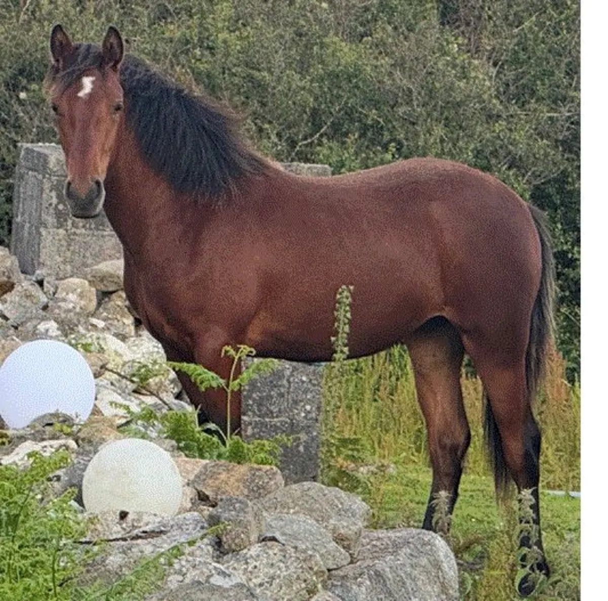 Top Quality Connemara Yearling Filly - Image 2