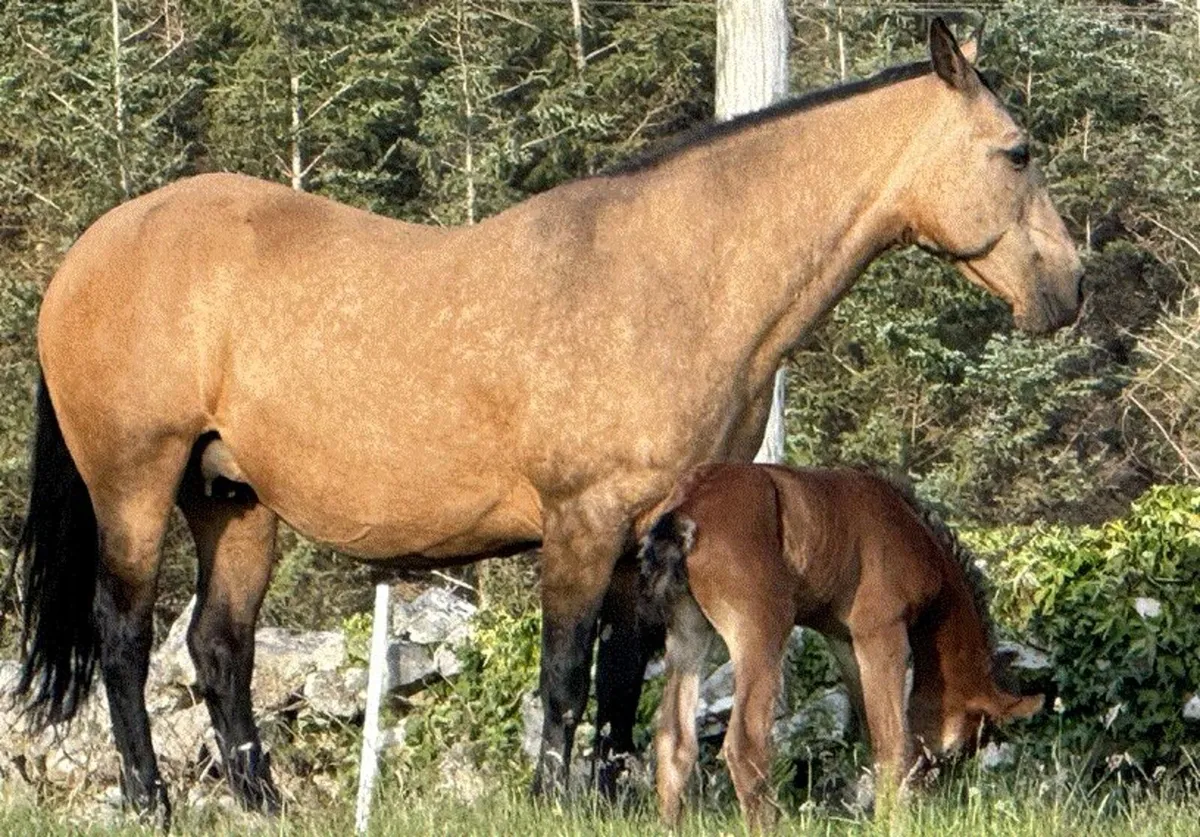 Top Quality Connemara Yearling Filly - Image 3
