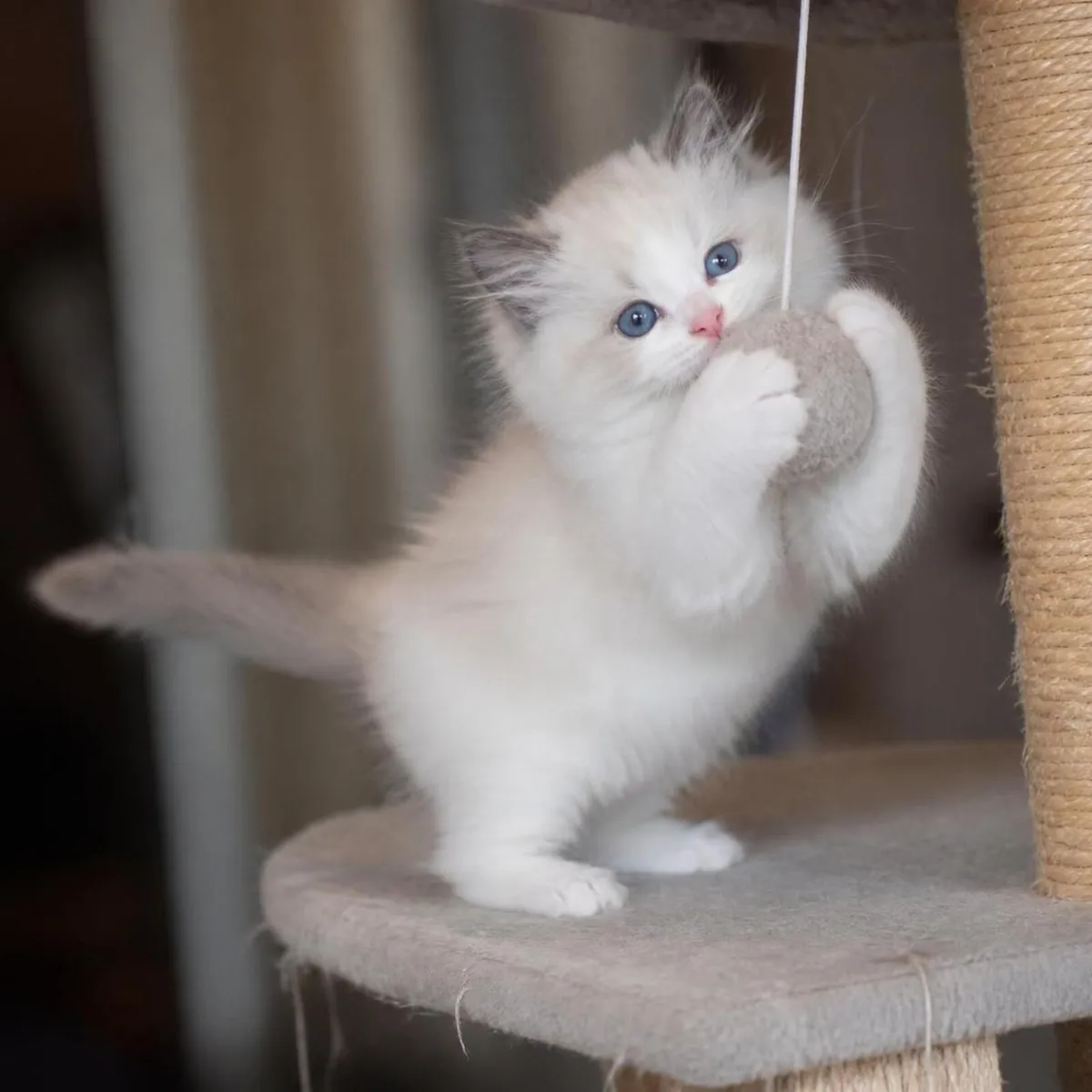 GCCFI Champion Pedigree Ragdoll Kittens - Image 2