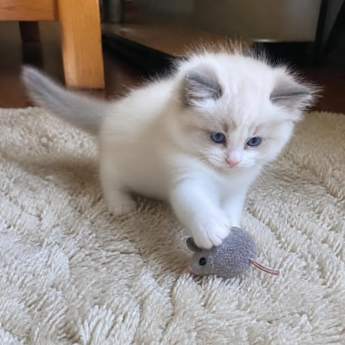 GCCFI Champion Pedigree Ragdoll Kittens - Image 1