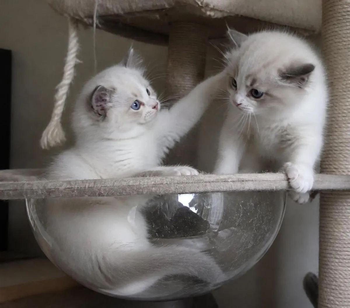 GCCFI Champion Pedigree Ragdoll Kittens - Image 4