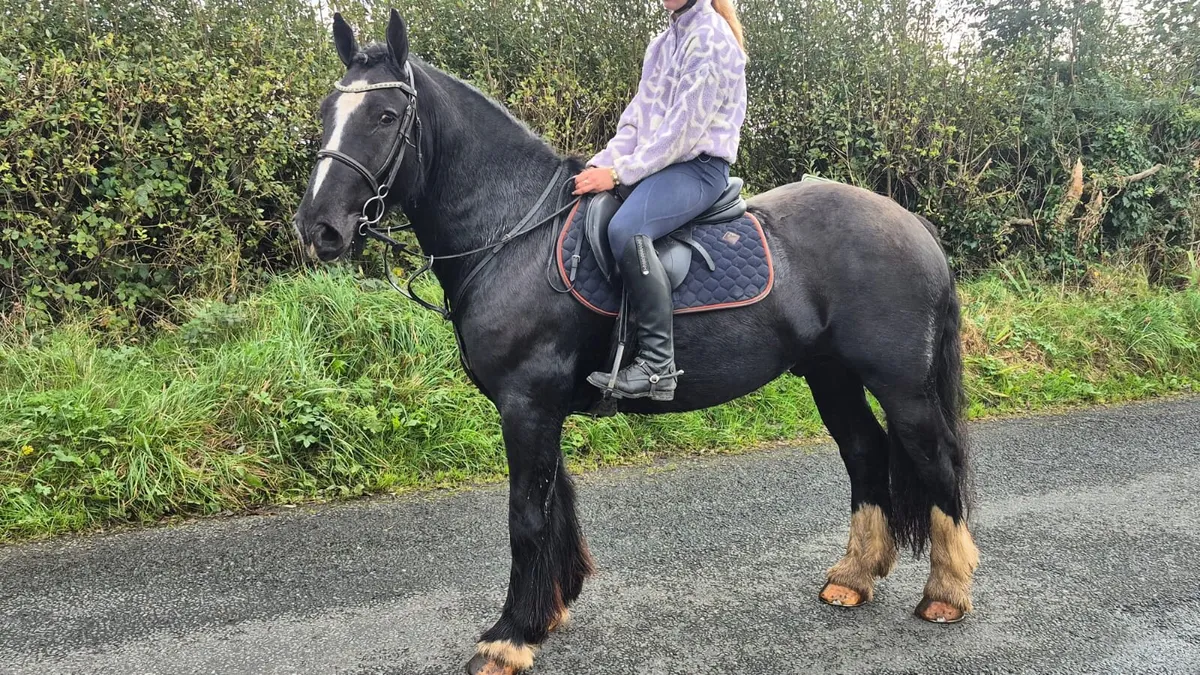 Quality 5yr old gelding - Image 1