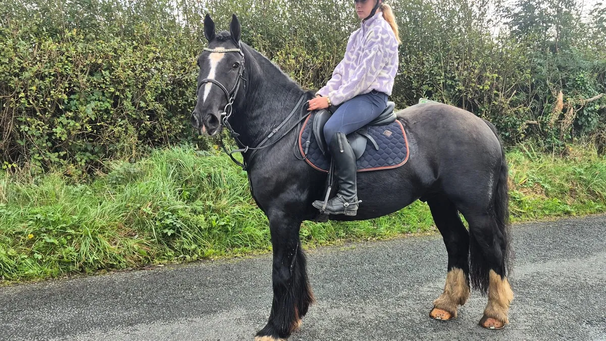 Quality 5yr old gelding - Image 2