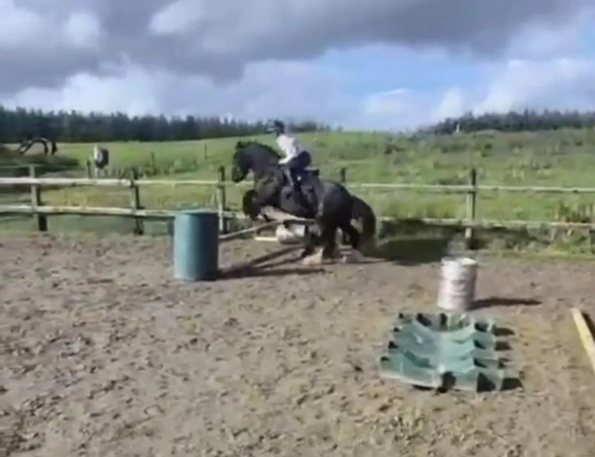 Quality 5yr old gelding - Image 3