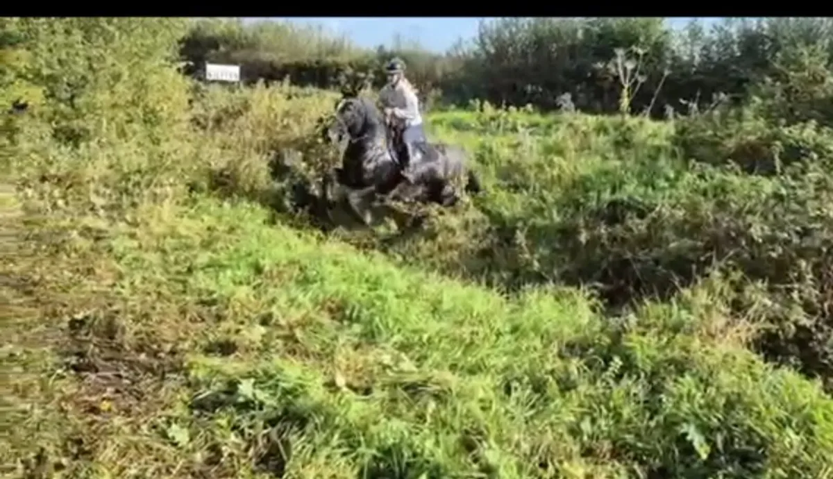 Quality 5yr old gelding - Image 4